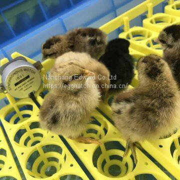 360 Eggs Automatic Egg Incubator Machine With CE Approved photo-5