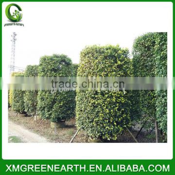 Ficus benjamina column shape