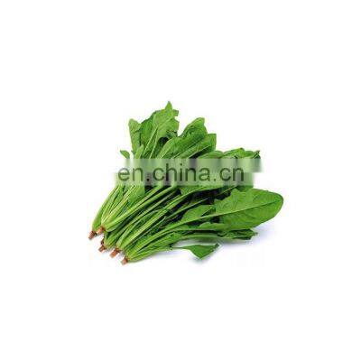 Factory Supply Wholesale Price Natural Organic Spinach Extract Beta Ecdysterone photo-2