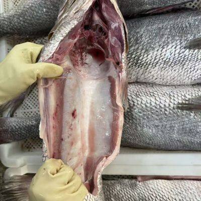 Brown Croaker photo-5