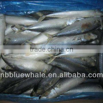 whole round frozen pacific mackerel