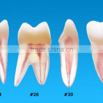 Tooth Shaped Items Root Canal Model photo-2