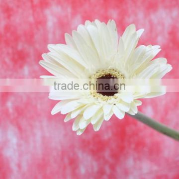 Cheap price fresh cut gerbera garden flowers importer in singapore malaysia