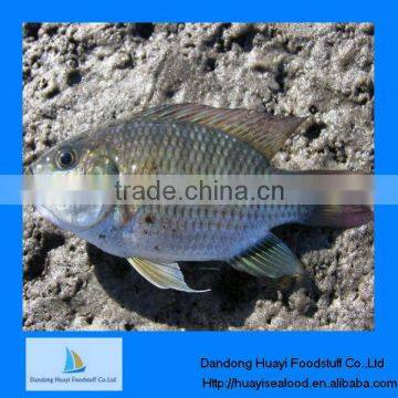 seafood frozen fish frozen tilapia