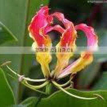 Gloriosa Superba Plant Seeds