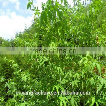 Chinese Organic Green Tea Chinese Tea photo-2