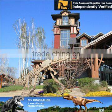 MY Dino-C041 Assembly dinosaur skeleton for outdoor decoration