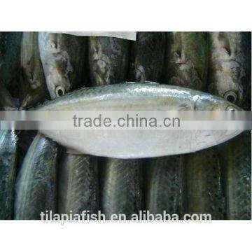 Wholesale Indian mackerel frozen with good quality