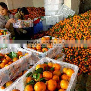 Baby mandarin for Bangladesh market