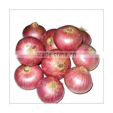 yellow onion supplier