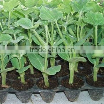 2014 Newest Strong Watermelon rootstock seeds for grafting