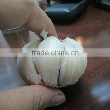 FRESH GARLIC photo-2