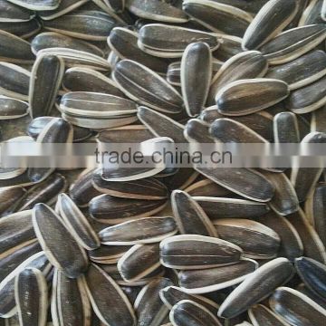 Hetao Sunflower Seeds 2015 new crop