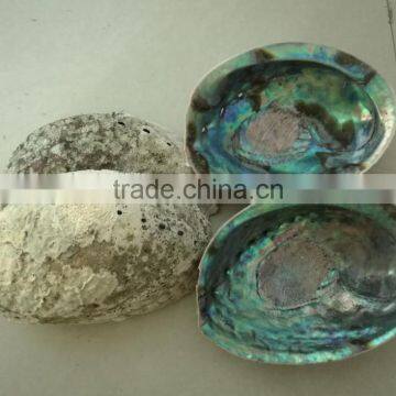 Green New Zealand Paua Abalone Shell Raw Material photo-2