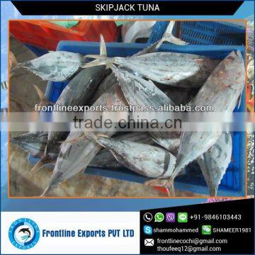 FRESH FROZEN SKIPJACK TUNA WHOLE ROUND