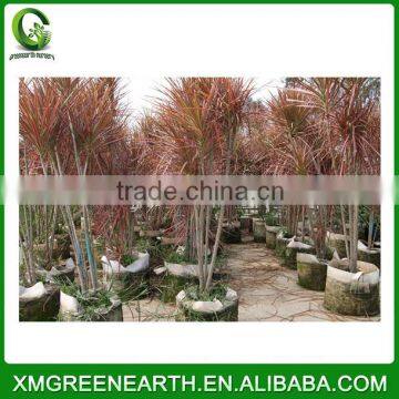 Dracaena Marginata