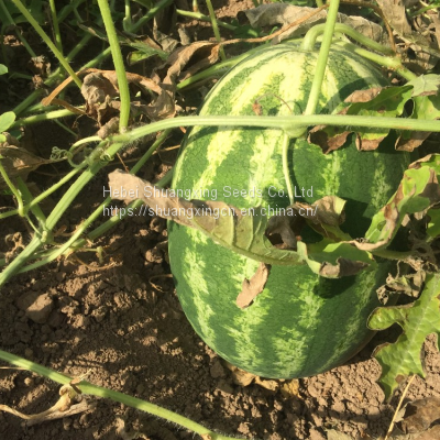 Cery Chinese Crimson Oval Watermelon Seed photo-3