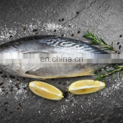 Frozen Bonito Fish Frozen Bonito Tuna Fish Little Tuna Euthynnus Affinis