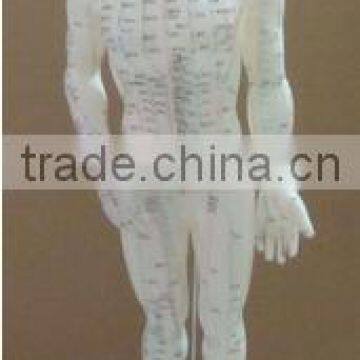 84cm acupuncture model - whole body model