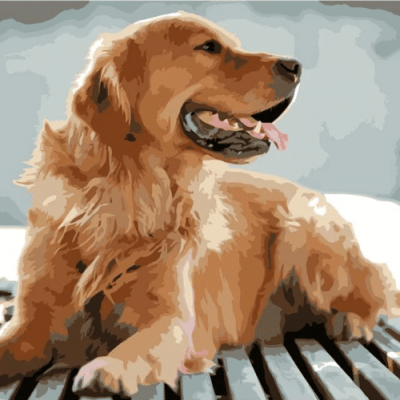 Pet Paint by numbers Custom Paint By Number