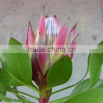 Top quality classical Proteas Fresh flower