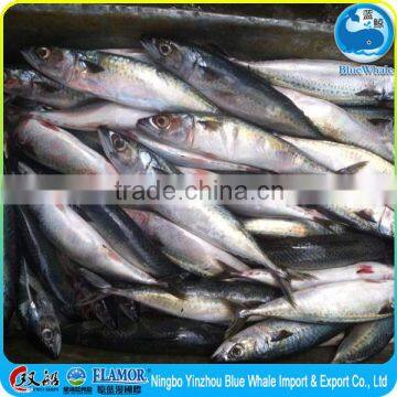 land frozen mackerel Scomber Japonicus 200-400g