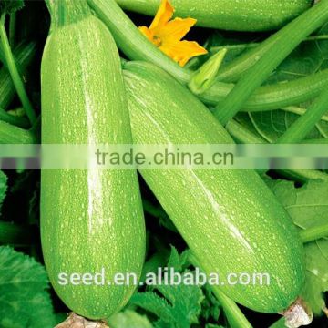 jade no.2 chinese green dwarf type zucchini seeds