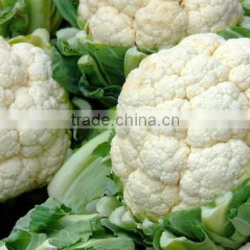 IQF cauliflower