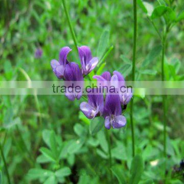 lucerne seed for sale