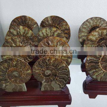 Wholesale Wonderful Natural Ammonite Fossil Slice for Gift for Decoration