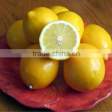 Fresh Citrus Fruit Supplier in India