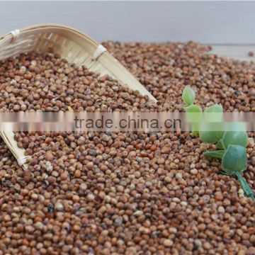 Good quality 2016 red sorghum wholesale price