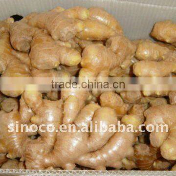 Fresh Ginger Packing in 10 kg Plastic Box