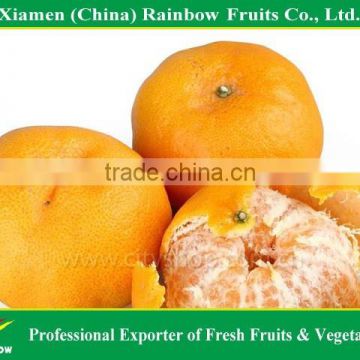 Fresh Chinese Mandarin orange/ponkan(Chinese kino)/Lukan