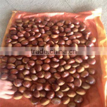 Fresh chestnut from factory/packaged chestnuts