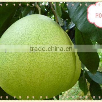 fresh pomelo