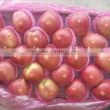 Farm Fresh Apples Qinguan Apple Ripe Apples photo-1