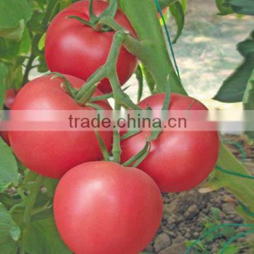 Hybrid Tomato seeds for growing- Weady 3