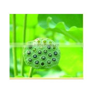 Lotus Seed-non-edible seeds