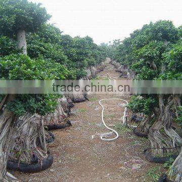 Ficus Microcarpa bonsai farms