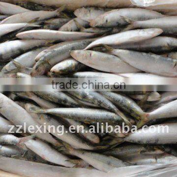 Frozen Sardine photo-2