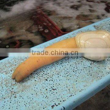 pacific geoduck