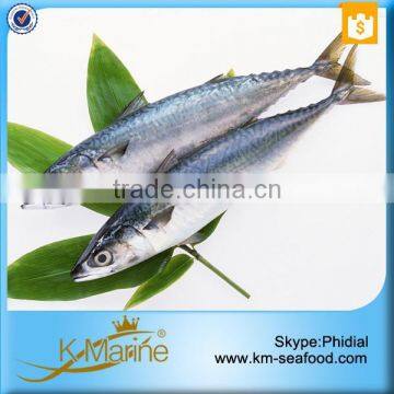 Frozen Whole Round Mackerel photo-4