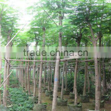 Delonix regia landscaping tree ( tropical plant)