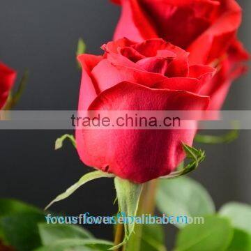 High Quality Ecuadorian Roses Export fresh cut rose flowers Carola roses from Kunming