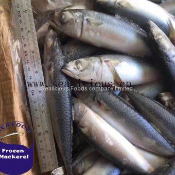 Frozen Mackerel Frozen Seafood for Sale