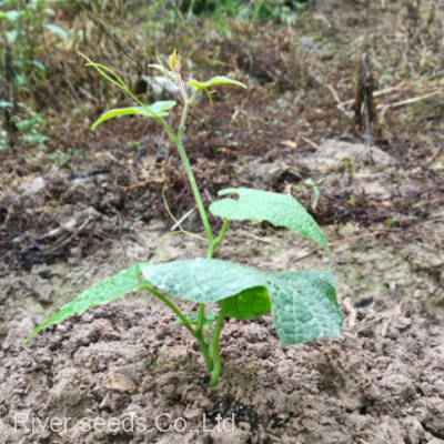 50pcs Hybrid f1 Monkfruit or Luohan Guo Monk Fruit Seeds Siraitia Grosvenorii Seed for Planting photo-3