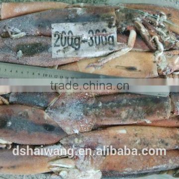 Ship Frozen Whole Argentina for Bait with size 200 - 300g