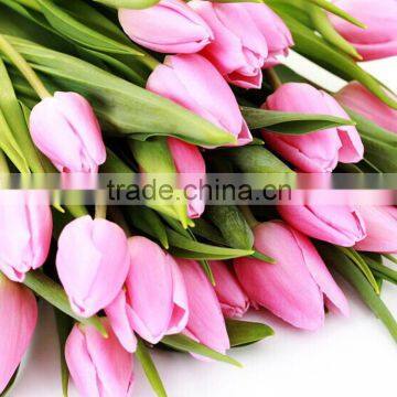 Excellent quality best sell tulip flower fresh long stem 80cm