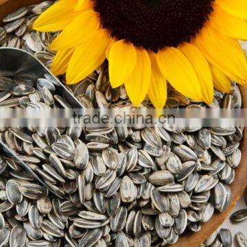 Sunflower Seeds